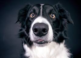 What Does It Mean When a Dog’s Nose Is Dry?