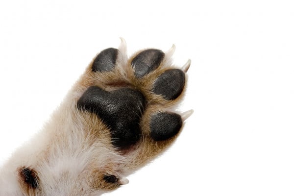 Why Does My Dog Lick His Paws – 7 Good Excuses