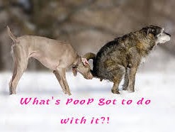 Why Do dogs Eat Their Poop