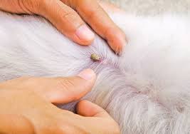 How To Remove A Tick From A Dog