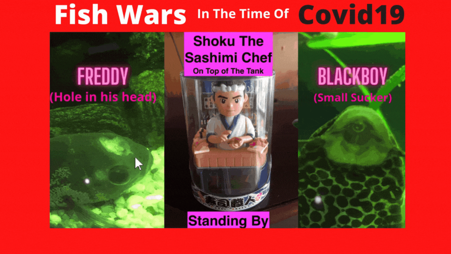 Fish Wars In The Time Of COVID19 – PART 2 – Who Will Win? – Place Your Bets!