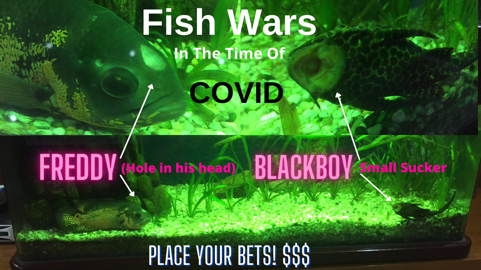 Fish Wars in the time of COVID19 – Who will win? – Place Your Bets!