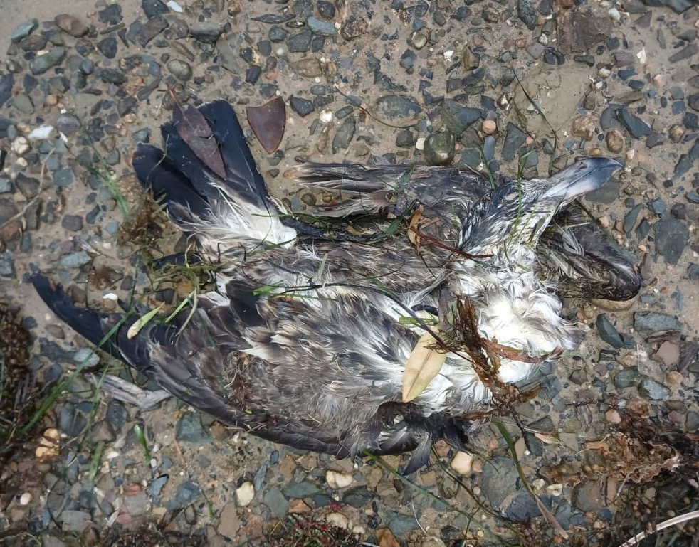 Birds die from toxic bloom algae (Avian Botulism poisoning) & 'Bird Flu' is falsely diagnosed by PCR as propaganda